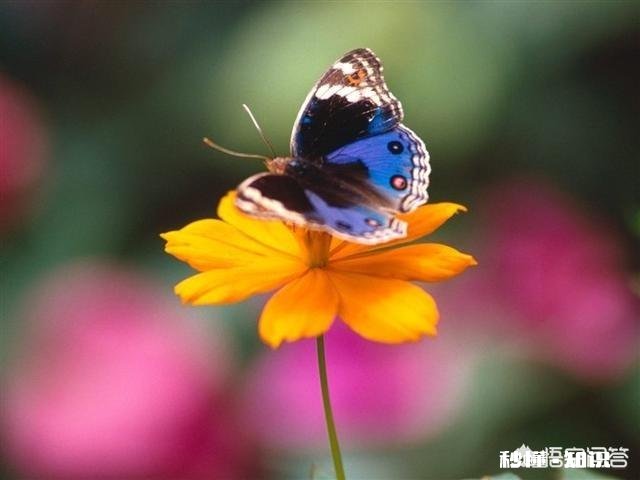 好多女性重男轻女比男性还严重，仿佛忘记自己也是女的，该如何解释这种现象