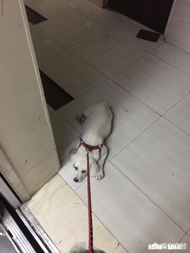 你养狗吗你遛狗的时候给狗栓绳吗为什么要拴