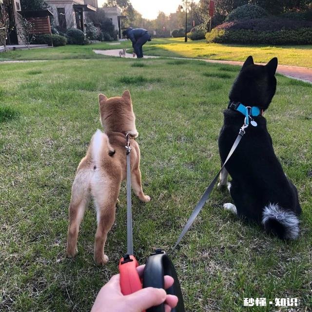 你养狗吗你遛狗的时候给狗栓绳吗为什么要拴