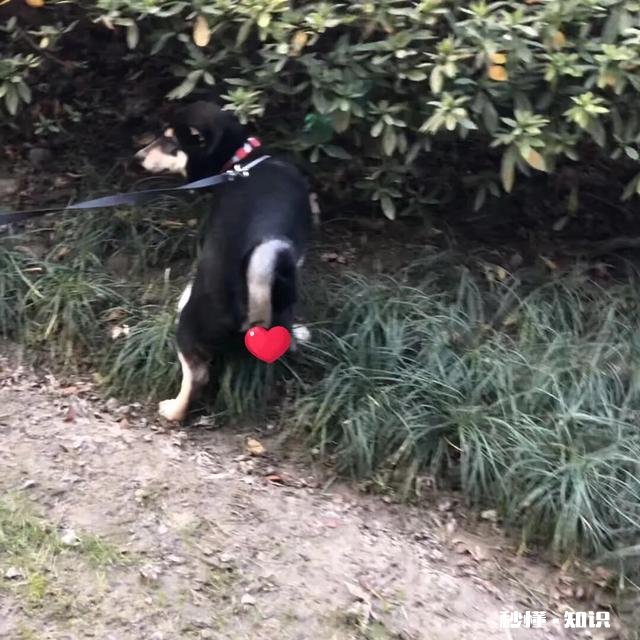 你养狗吗你遛狗的时候给狗栓绳吗为什么要拴