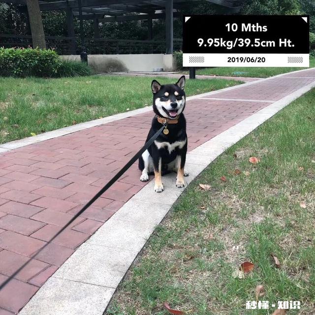 你养狗吗你遛狗的时候给狗栓绳吗为什么要拴