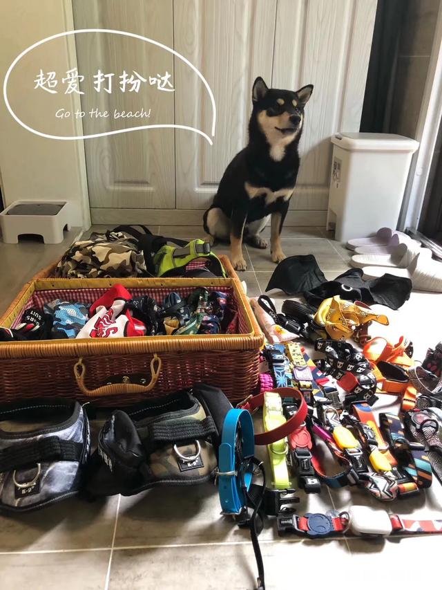 你养狗吗你遛狗的时候给狗栓绳吗为什么要拴