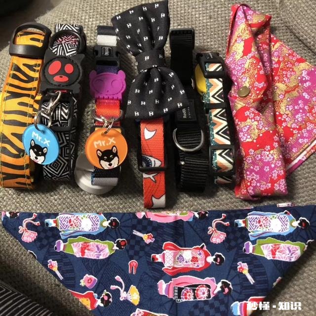 你养狗吗你遛狗的时候给狗栓绳吗为什么要拴