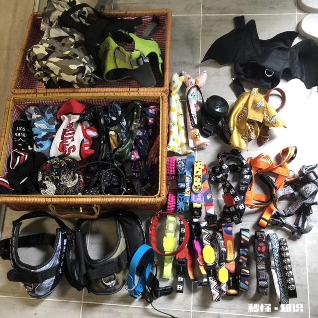 你养狗吗你遛狗的时候给狗栓绳吗为什么要拴