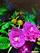 冬天刚种下的玫瑰花发了芽，该怎么打理