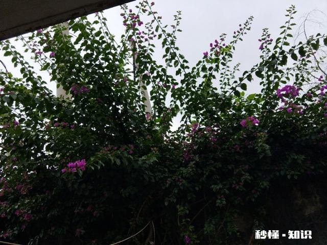 我已退休等老公明年退休后想租一个小院当候鸟，不知哪个地方合适