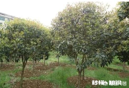 桂花树是施有机肥好，还是无机肥更好呢如何给桂花树施肥