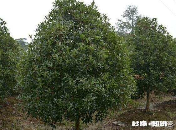 桂花树是施有机肥好，还是无机肥更好呢如何给桂花树施肥