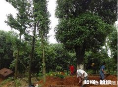 桂花树是施有机肥好，还是无机肥更好呢如何给桂花树施肥