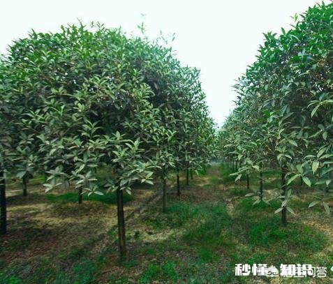 桂花树是施有机肥好，还是无机肥更好呢如何给桂花树施肥