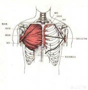 胸肌上部怎么练饱满,胸肌上部练饱满的技巧是什么