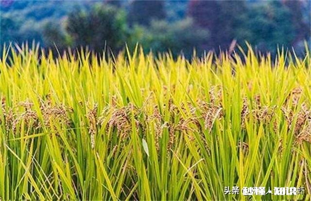 农产品不值钱是不是逼着更多的农民摞荒