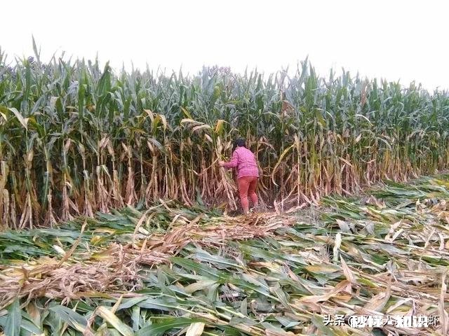 农产品不值钱是不是逼着更多的农民摞荒