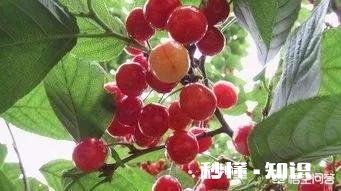 如何评价郑州美食