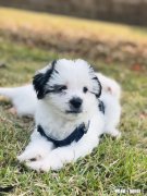 哈弗H6为什么一直卖得那么火爆