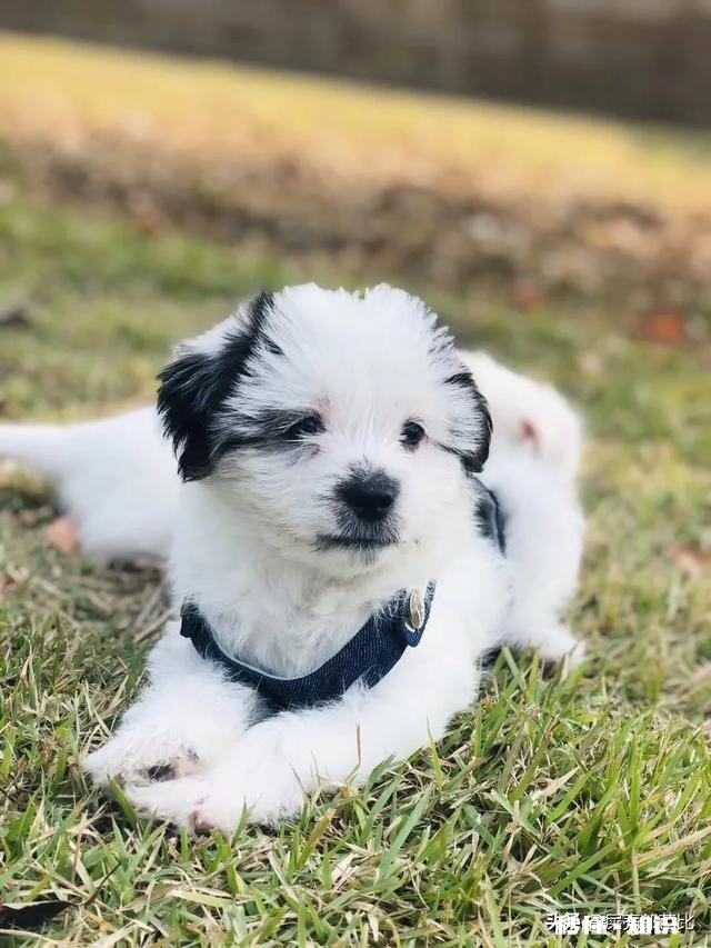 哈弗H6为什么一直卖得那么火爆