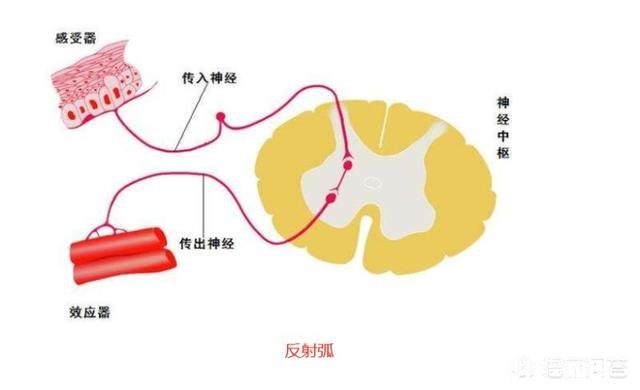 健身房里，怎样提升爆发力