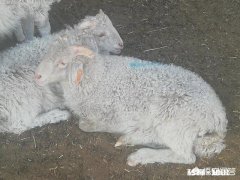 在家乡创业做什么好