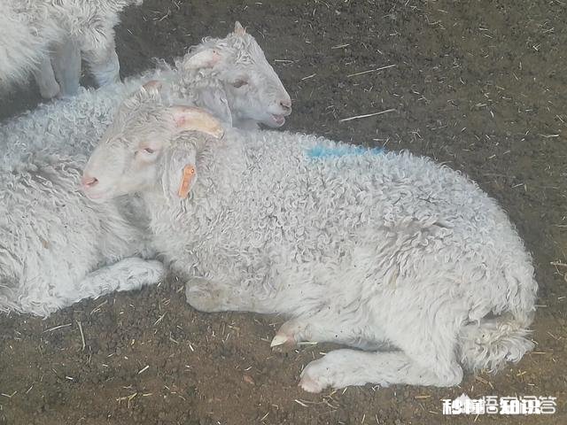 在家乡创业做什么好