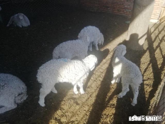 在家乡创业做什么好