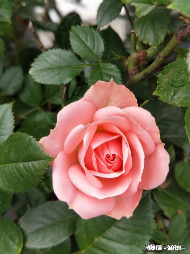 真正的番茄火锅能把金针菇染红吗