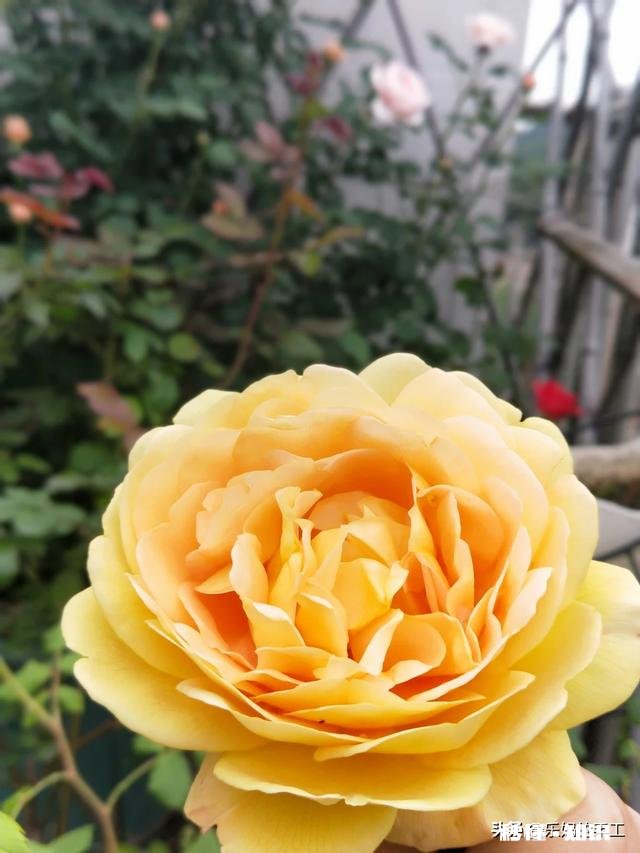 真正的番茄火锅能把金针菇染红吗