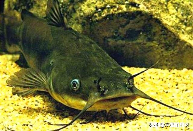 鱼在岸上是憋死还是缺水而死