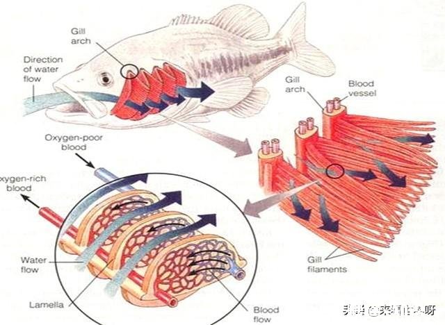 鱼在岸上是憋死还是缺水而死
