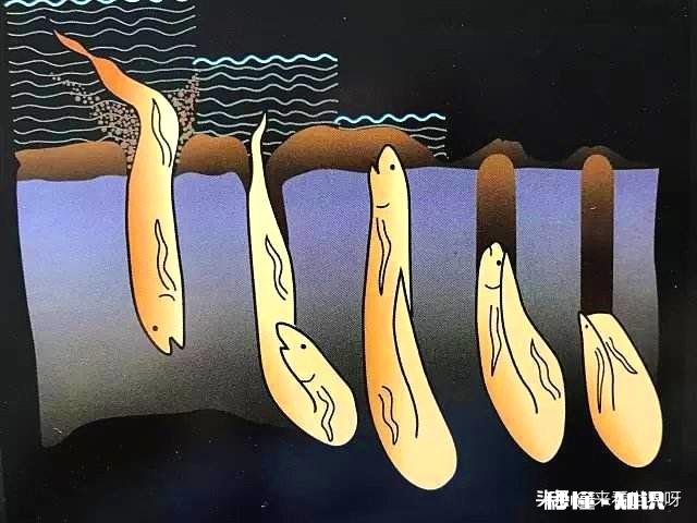 鱼在岸上是憋死还是缺水而死