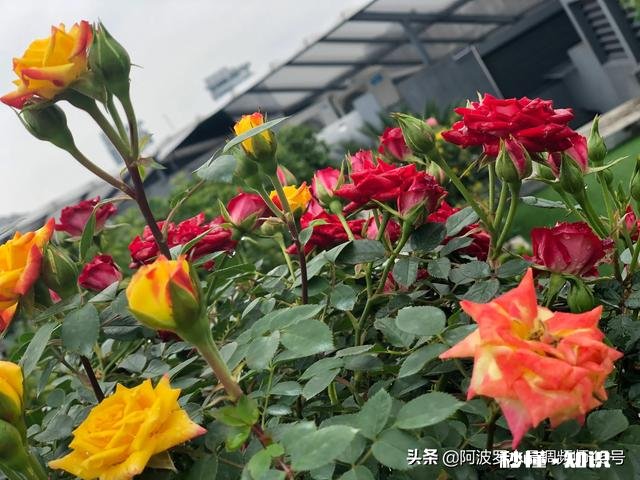 最近工作压力非常大，该怎样自我调整