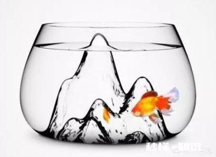 为何爱养鱼的朋友值得深交