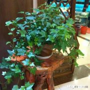 小黑飞虫用什么药最好