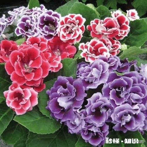 说说咱都是怎么把花养死的