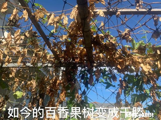 说说咱都是怎么把花养死的
