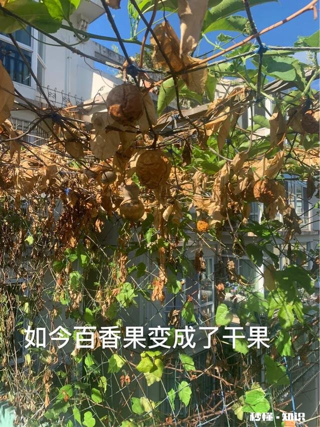 说说咱都是怎么把花养死的