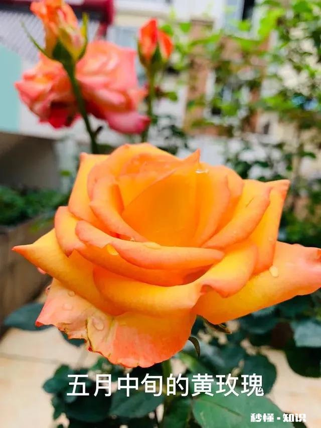 说说咱都是怎么把花养死的