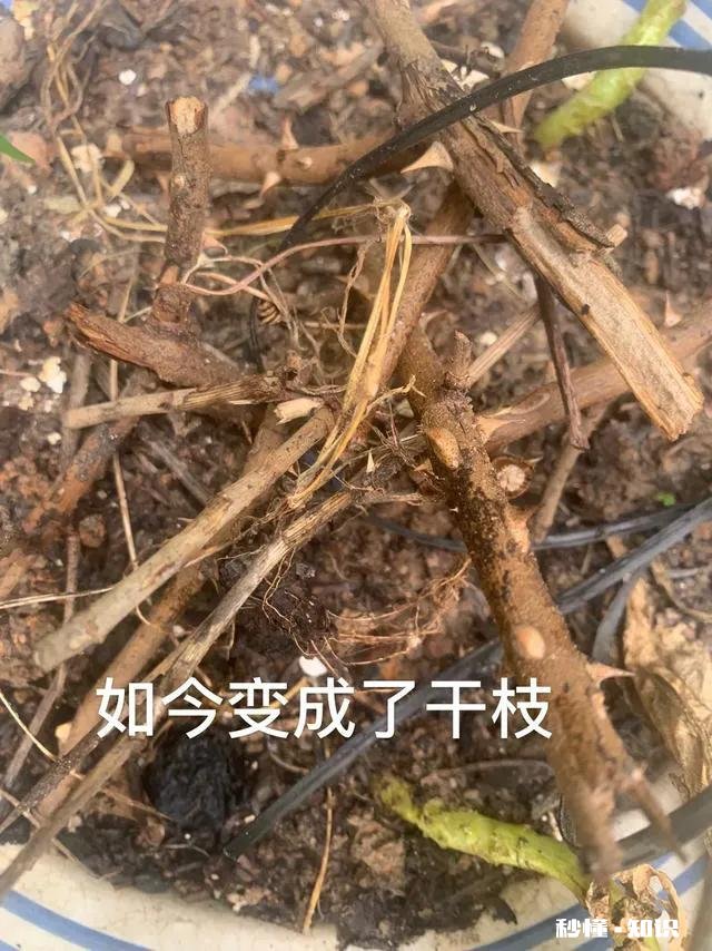 说说咱都是怎么把花养死的