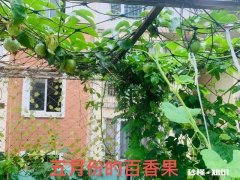 说说咱都是怎么把花养死的