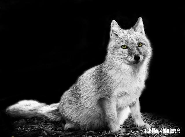 男人两大爱好，拉良家妇女下水，劝风尘女子从良是什么意思