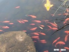 男人两大爱好，拉良家妇女下水，劝风尘女子从良是什么意思