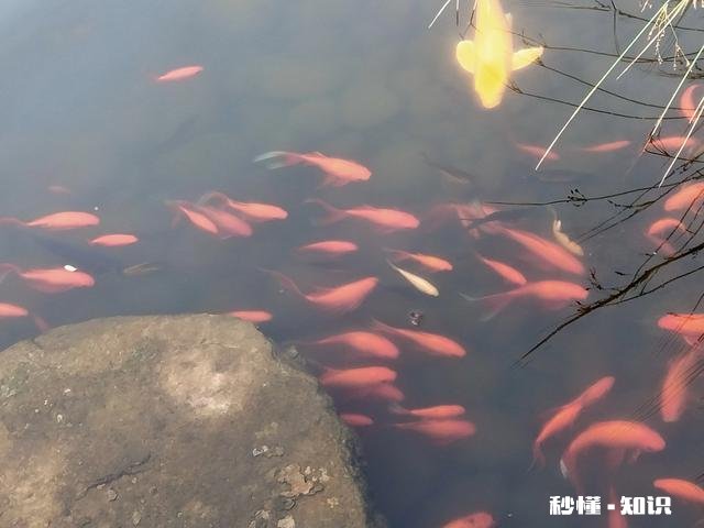 男人两大爱好，拉良家妇女下水，劝风尘女子从良是什么意思