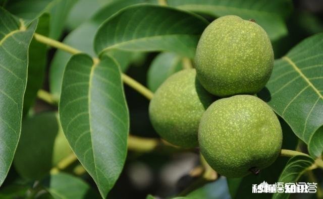 什么季节嫁接核桃最佳，怎样嫁接