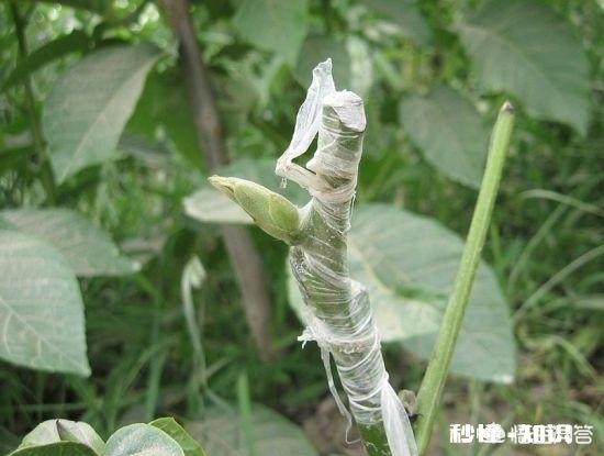什么季节嫁接核桃最佳，怎样嫁接