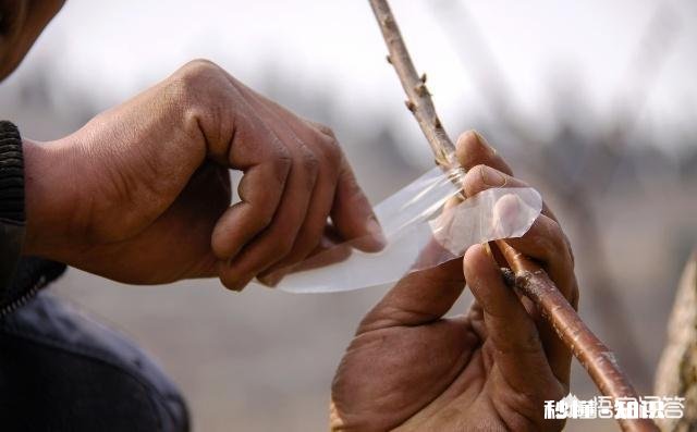 什么季节嫁接核桃最佳，怎样嫁接