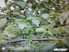 什么季节嫁接核桃最佳，怎样嫁接