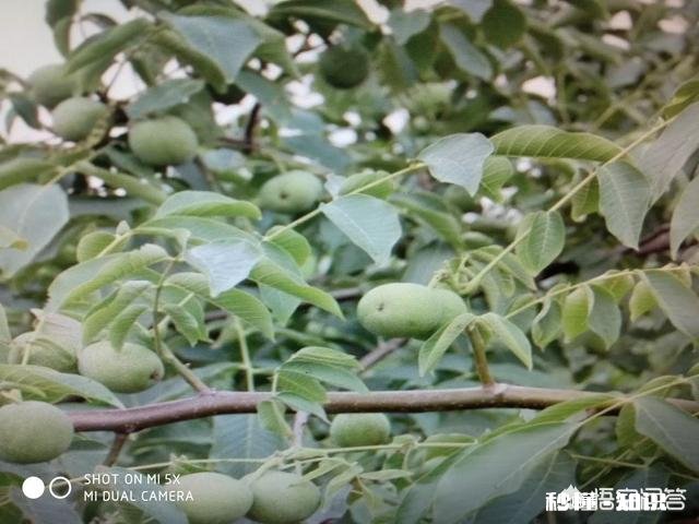 什么季节嫁接核桃最佳，怎样嫁接