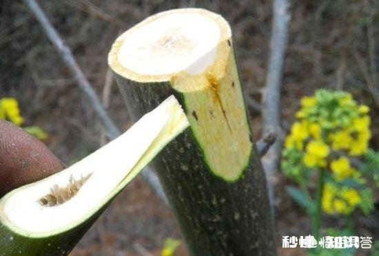 什么季节嫁接核桃最佳，怎样嫁接