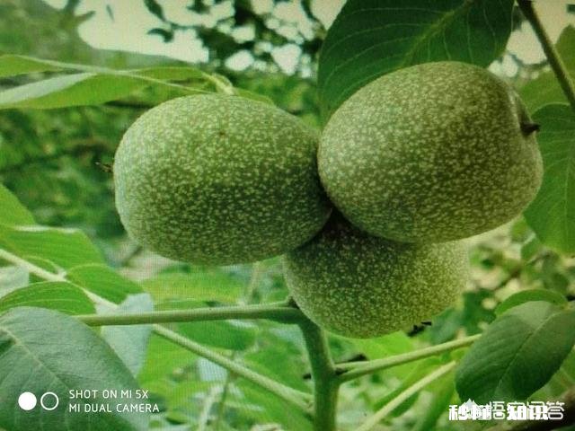 什么季节嫁接核桃最佳，怎样嫁接