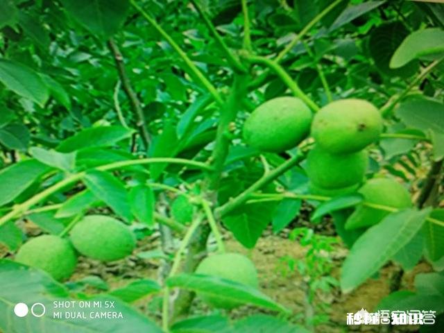 什么季节嫁接核桃最佳，怎样嫁接