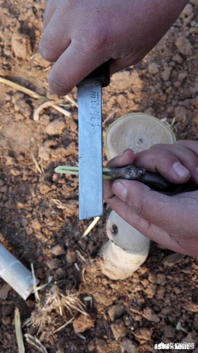 什么季节嫁接核桃最佳，怎样嫁接